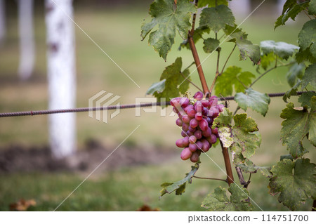 Close-up of young vine plant with green leaves and bright pink ripe grape cluster lit by sun on blurred sunny soft colorful copy space background. Agriculture, gardening and wine making concept. Close-up of young vine plant with green leaves and bright pink ripe grape cluster lit by sun on blurred sunny soft colorful copy space background. Agriculture, gardening and wine making concept. 114751700