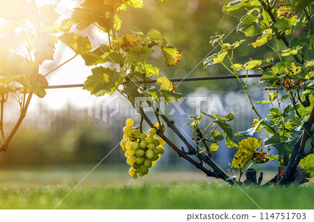 Close-up of growing young vine plants tied to metal frame with green leaves and big golden yellow ripe grape clusters on blurred sunny colorful bokeh background. Agriculture and gardening concept 114751703