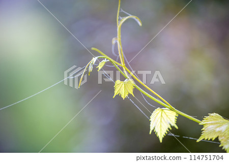 Close-up of isolated tender vintage twig sprout with spider web on green leaves on bright sunny copy space background. Postcard theme, beauty of nature concept. 114751704