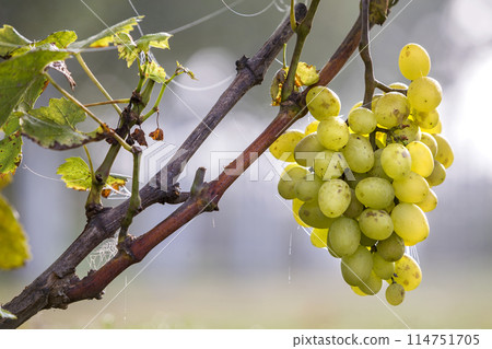 Close-up of vine branch with green leaves and isolated golden yellow ripe grape cluster lit by bright sun on blurred colorful bokeh copy space background. Agriculture, gardening and wine making. Close-up of vine branch with green leaves and isolated golden yellow ripe grape cluster lit by bright sun on blurred colorful bokeh copy space background. Agriculture, gardening and wine making. 114751705
