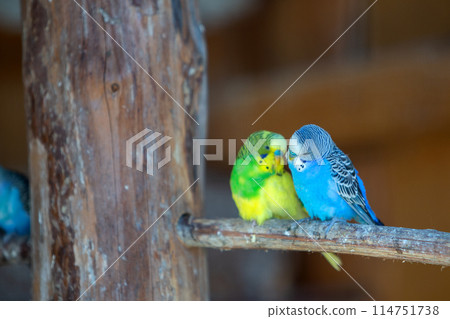 Colorful parrots in a cage at a zoo. 114751738