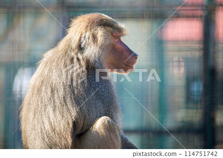 Baboon monkeys in a zoo on sunny day. 114751742