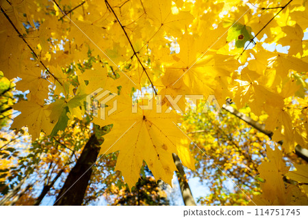 Perspective up view of autumn forest with bright orange and yellow leaves. Dense woods with thick canopies in sunny fall weather. 114751745