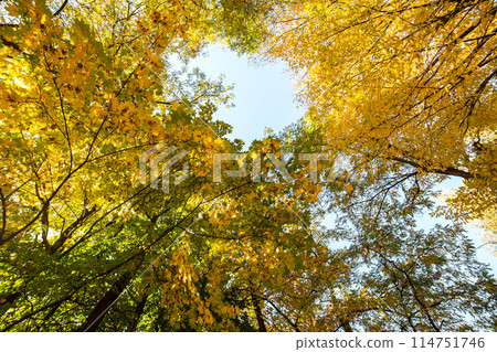 Perspective up view of autumn forest with bright orange and yellow leaves. Dense woods with thick canopies in sunny fall weather. 114751746