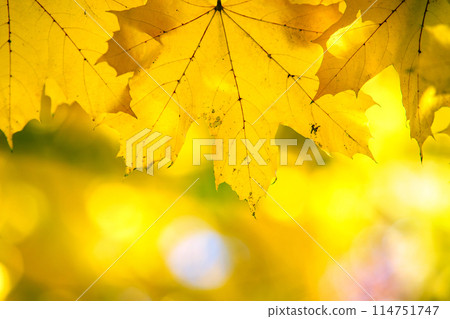 Close up of bright yellow and red maple leaves on fall tree branches with vibrant blurred background in autumn park. 114751747