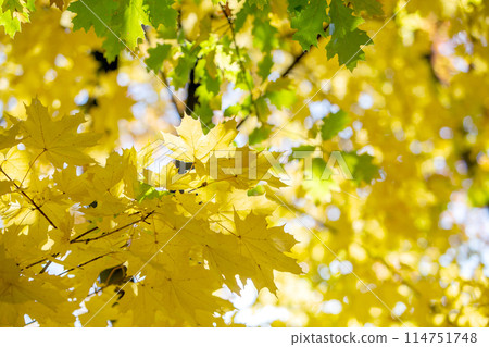 Close up of bright yellow and red maple leaves on fall tree branches with vibrant blurred background in autumn park. 114751748