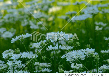 Orlaya(白色蕾絲花) Orlaya(白色蕾絲花) 114751816