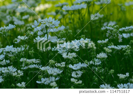 Orlaya(白色蕾絲花) Orlaya(白色蕾絲花) 114751817