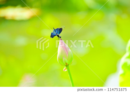 蝴蝶蜻蜓棲息在蓮花花蕾上 蝴蝶蜻蜓棲息在蓮花花蕾上 114751875