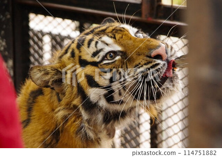 在札幌北部野生動物園餵老虎 114751882