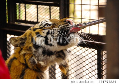 在札幌北部野生動物園餵老虎 114751884
