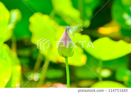 一隻蜻蜓棲息在蓮花花蕾上 114751885