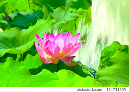 保科池塘蓮花和噴泉 保科池塘蓮花和噴泉 114751895