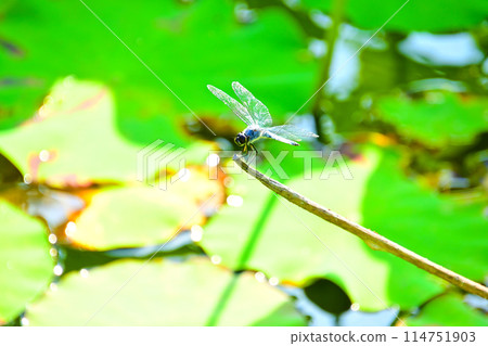 A white-tailed skimmer resting on a dead branch in a pond 114751903