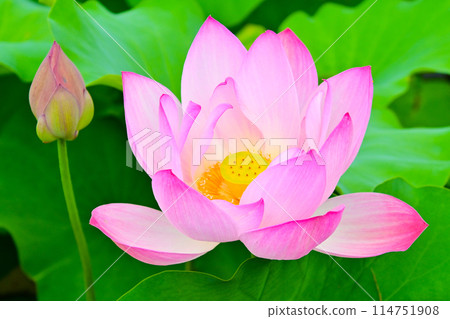 愛知縣府市保科池的蓮花 愛知縣府市保科池的蓮花 114751908