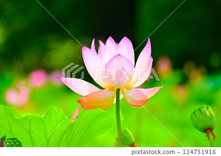 Lotus flowers at Hoshinaike Pond, Obu City, Aichi Prefecture Lotus flowers at Hoshinaike Pond, Obu City, Aichi Prefecture 114751918
