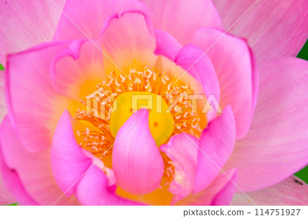 An elegant and beautiful close-up of a lotus An elegant and beautiful close-up of a lotus 114751927