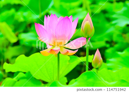 Beautiful lotus flowers and buds at Hoshinaike Pond in Obu City Beautiful lotus flowers and buds at Hoshinaike Pond in Obu City 114751942
