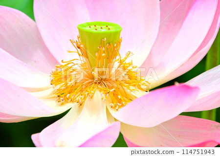 Lotus petals starting to fall Lotus petals starting to fall 114751943