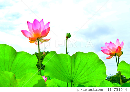 Lotus flowers at Hoshinaike Pond, Obu City, Aichi Prefecture Lotus flowers at Hoshinaike Pond, Obu City, Aichi Prefecture 114751944