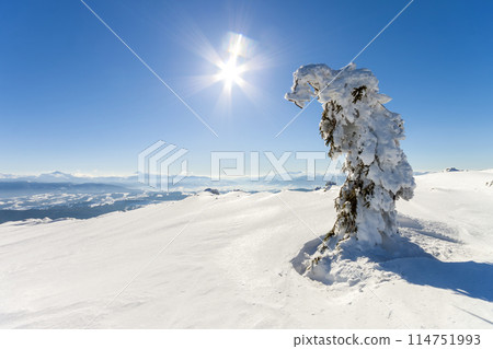 Snow covered bent little pine tree in winter mountains. Arctic landscape. Colorful outdoor scene, Happy New Year celebration concept. Artistic style post processed photo. 114751993