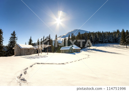 Snow covered pine trees in Carpathian mountains in winter sunny day. Snow covered pine trees in Carpathian mountains in winter sunny day. 114751996