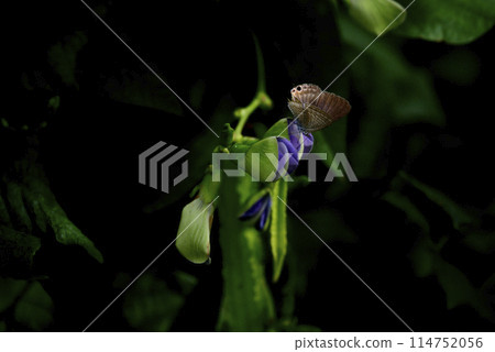 A photo of a singing butterfly and plant 114752056