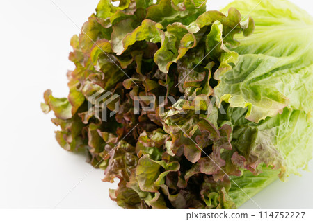 Close-up of sunny lettuce 114752227