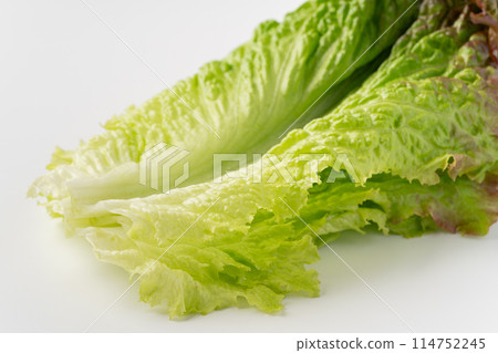 Close-up of sunny lettuce leaves 114752245