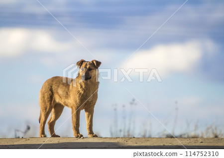 Cute yellow dog standing against blue sky 114752310