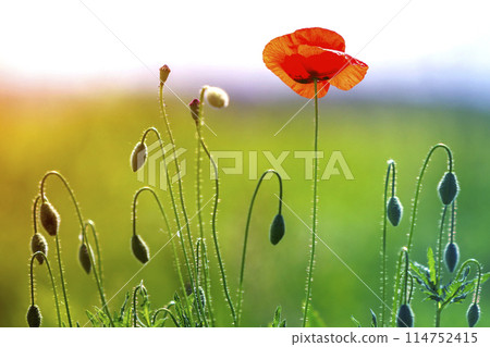Close-up of tender blooming lit by summer sun one red wild poppy and undiluted flower buds on high stems on blurred bright green summer background. Beauty and tenderness of nature concept. 114752415