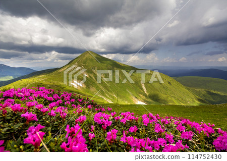 Mountain spring panorama with blooming rhododendron rue flowers and patches of snow under blue cloudy sky. Mountain spring panorama with blooming rhododendron rue flowers and patches of snow under blue cloudy sky. 114752430