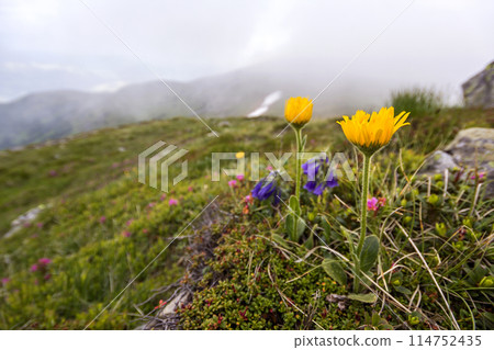 Close-up of lit by sun bright yellow flower on high stem with tender green leaves blooming on steep grassy hill on blurred mountains background. Ecology problems and beauty of nature concept. Close-up of lit by sun bright yellow flower on high stem with tender green leaves blooming on steep grassy hill on blurred mountains background. Ecology problems and beauty of nature concept. 114752435