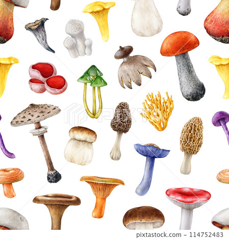 Forest mushroom seamless pattern. Watercolor painted illustration. Hand drawn different mushroom element collection. Painted various forest fungi seamless pattern on white background Forest mushroom seamless pattern. Watercolor painted illustration. Hand drawn different mushroom element collection. Painted various forest fungi seamless pattern on white background 114752483