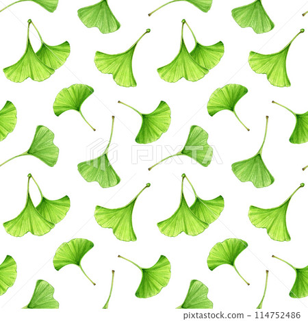 Ginkgo biloba green leaf seamless pattern. Watercolor painted botanical illustration. Hand drawn ginkgo leaves seamless pattern. Medicinal plant leaf natural element . White background Ginkgo biloba green leaf seamless pattern. Watercolor painted botanical illustration. Hand drawn ginkgo leaves seamless pattern. Medicinal plant leaf natural element . White background 114752486