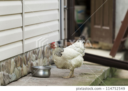 Big nice hen drinking water from pan outdoors in yard on bright sunny summer day. Big nice hen drinking water from pan outdoors in yard on bright sunny summer day. 114752549