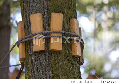 Close-up of cable way thick firm rope knotted tied to strong big tree trunk with protective planks on bright sunny colorful bokeh background. Safety, tourism and amusement park concept. 114752558