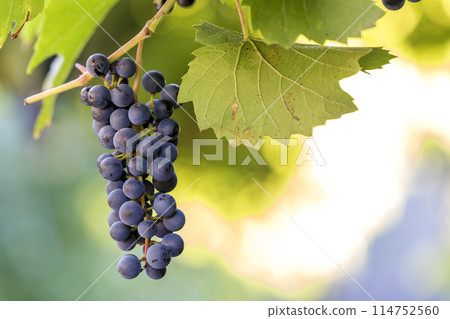 Dark blue ripening grape cluster lit by bright sun on blurred colorful bokeh copy space background. 114752560