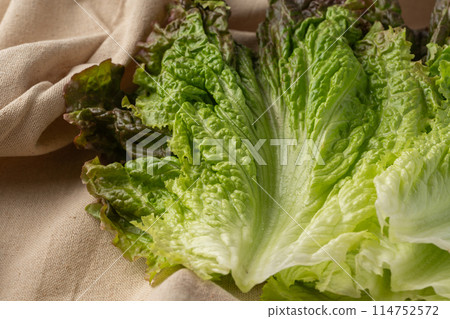 陽光明媚的生菜葉特寫 114752572