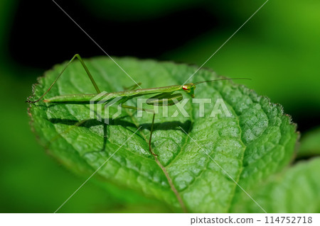 Hierodula Patellifera - Vibrant green mantis. Wulai, Taiwan. Hierodula Patellifera - Vibrant green mantis. Wulai, Taiwan. 114752718