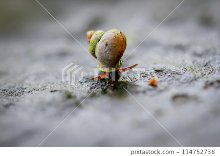 Dioryx Swinhoei - The vibrant Swinhoe banded snail. Wulai, Taiwan. 114752738