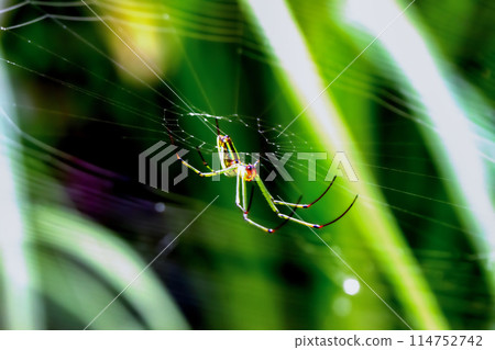 Orchard spider in its web - Leucauge magnifica close-up. 114752742