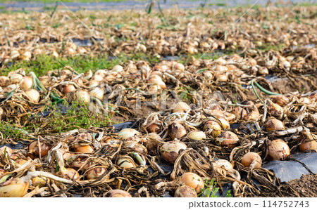 Freshly picked yellow onions drying on farm field Freshly picked yellow onions drying on farm field 114752743