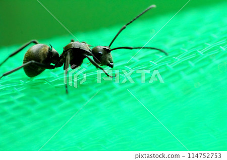 Close-up of black spiny ants in their natural habitat. 114752753