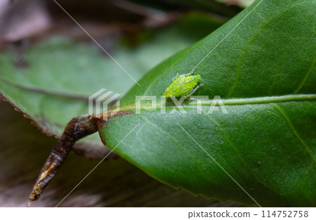 A tea green leafhopper (Jacobiasca formosana) on tea tree stems. A tea green leafhopper (Jacobiasca formosana) on tea tree stems. 114752758