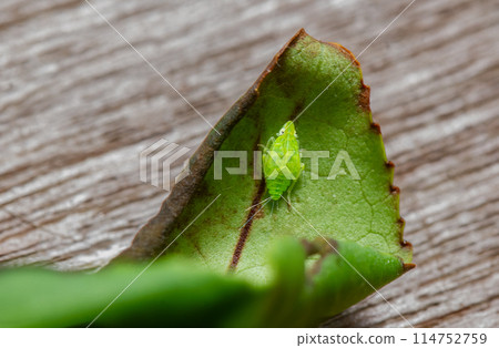 A tea green leafhopper (Jacobiasca formosana) on tea tree stems. A tea green leafhopper (Jacobiasca formosana) on tea tree stems. 114752759