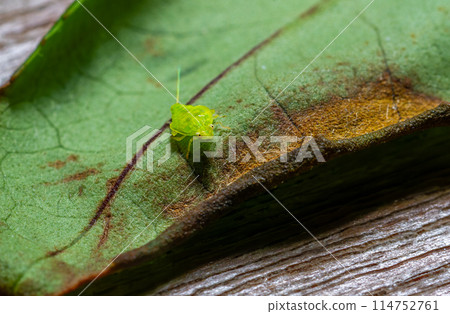 A tea green leafhopper (Jacobiasca formosana) on tea tree stems. A tea green leafhopper (Jacobiasca formosana) on tea tree stems. 114752761