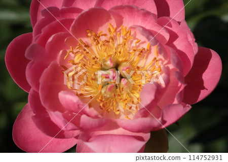 Peony field in the park Peony field in the park 114752931