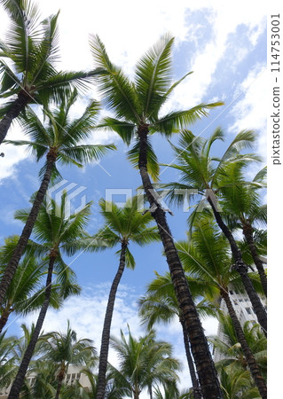 夏威夷的棕櫚樹伸向天空 夏威夷的棕櫚樹伸向天空 114753001