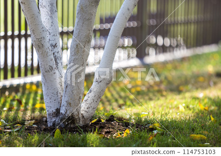 Whitewashed bark of fruit trees growing in sunny orchard garden on blurred green copy space background. Gardening and agriculture, protective procedure concept. Whitewashed bark of fruit trees growing in sunny orchard garden on blurred green copy space background. Gardening and agriculture, protective procedure concept. 114753103
